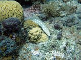 Curacao 04-12 230
